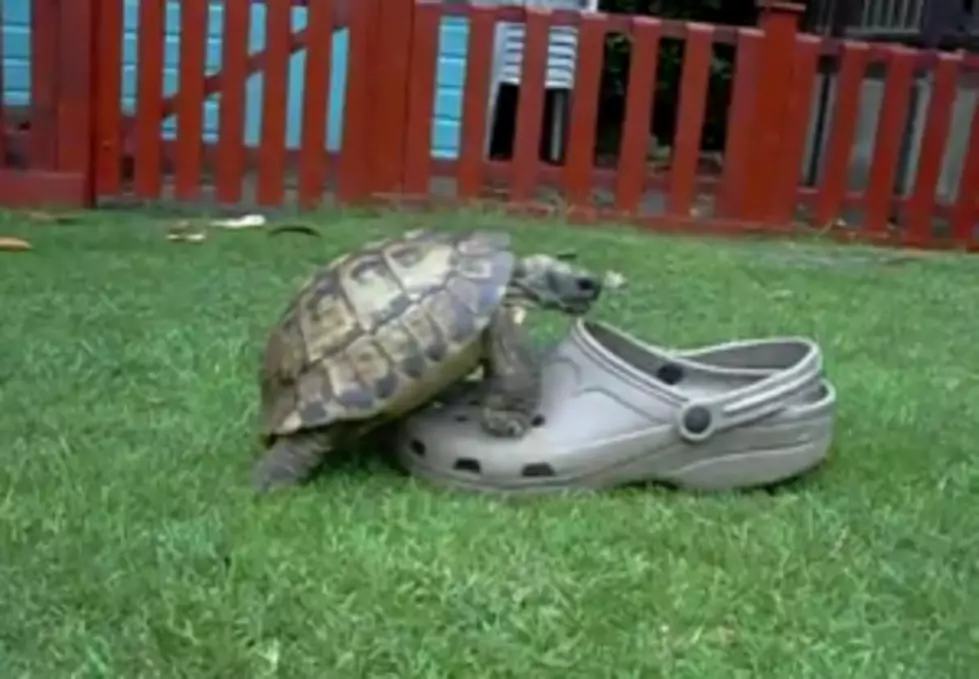 Tortoise In Love With A Shoe [Video]