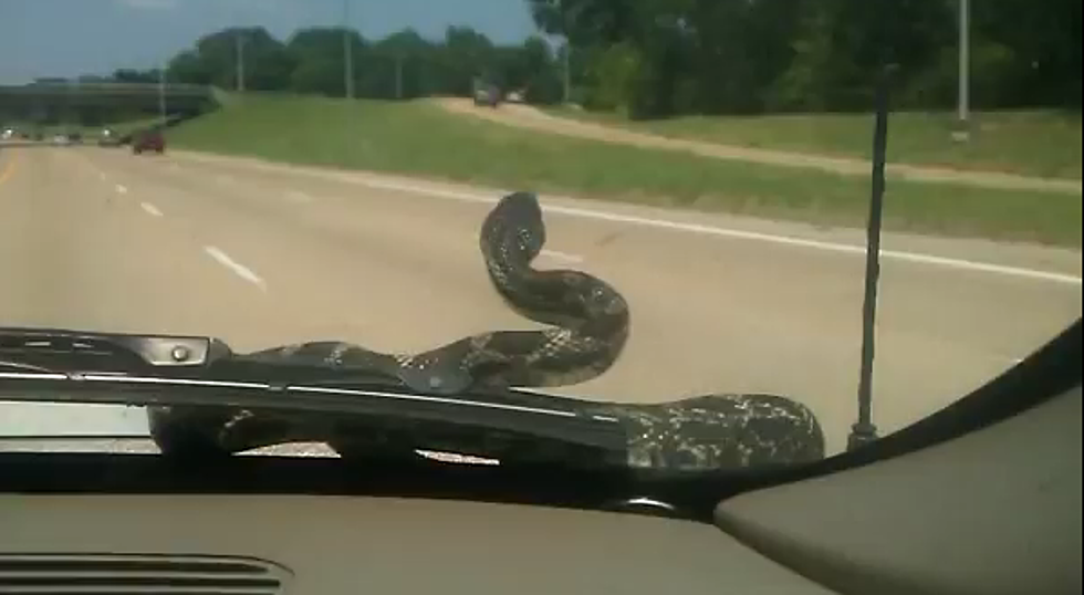 Huge Snake On Car Windshield Puts Family Into Interstate Frenzy [Video]