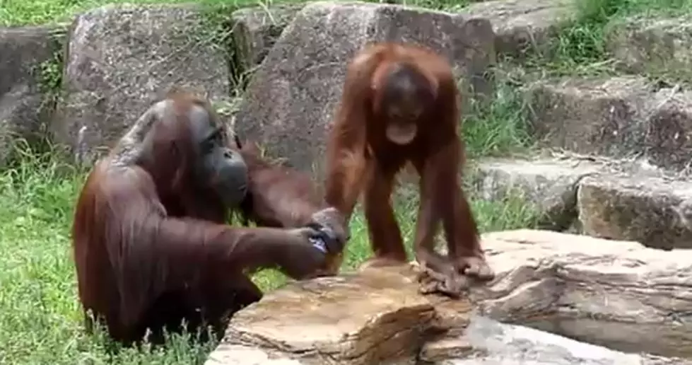 Orangutan Cools Off Like A Human [Video]
