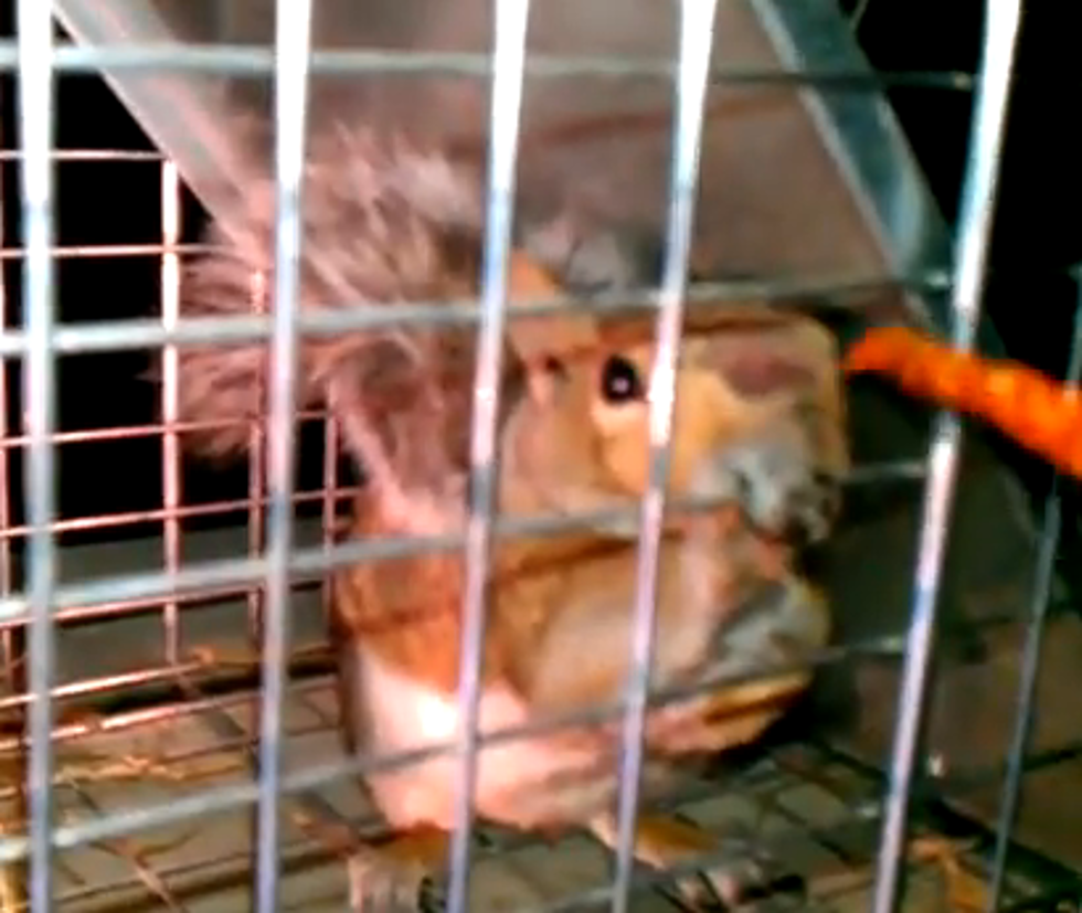 Ever Wanted To Pet A Squirrel &#8211; With A Chili Pepper? [Video]