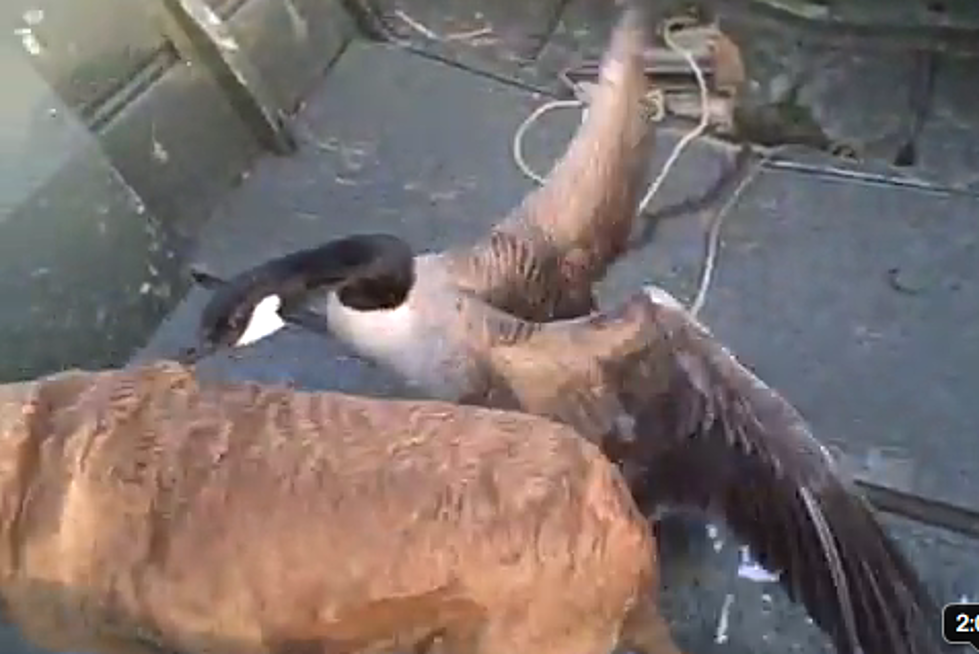 Crazy Ass Goose Won&#8217;t Get Out Of The Boat [Video]