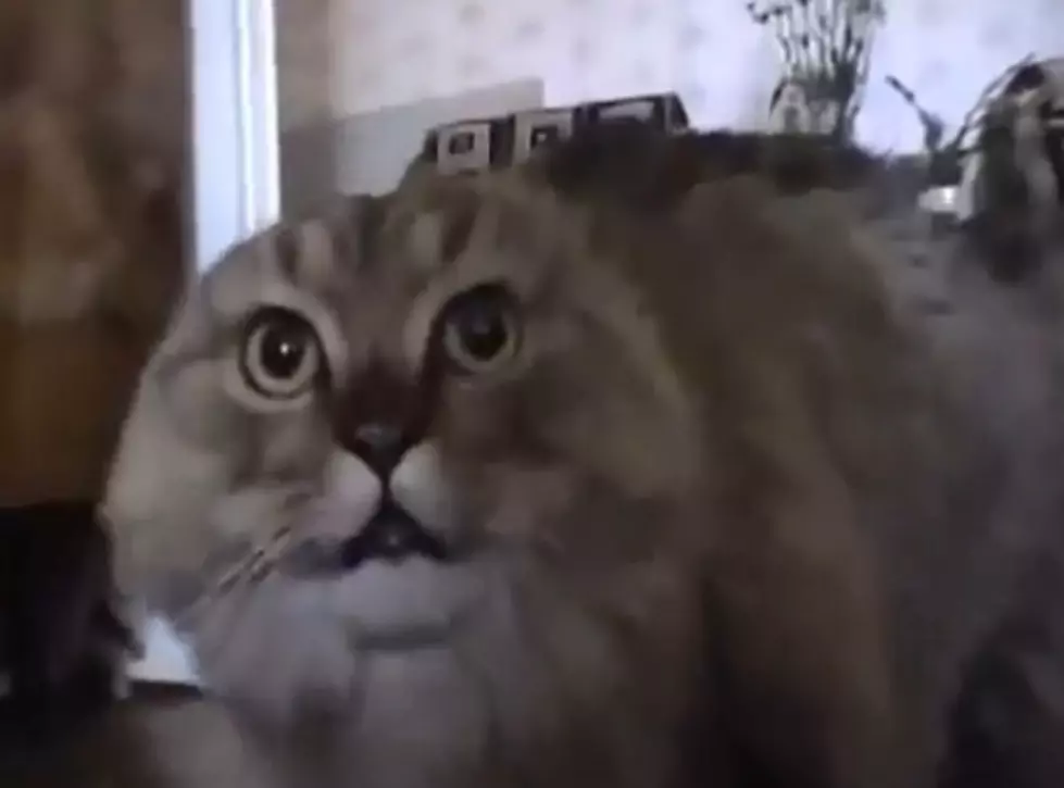 This Feline’s Reaction To ‘The View’ From Lou Reed And Metallica [Video]