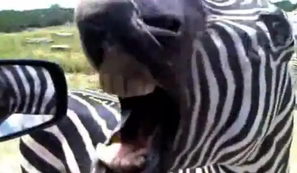 Zebra Hilariously Screams Like A Human [Video]