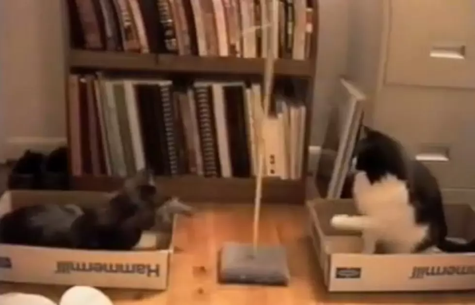 Nothing Like A Game Of Kitty Tetherball [Video]