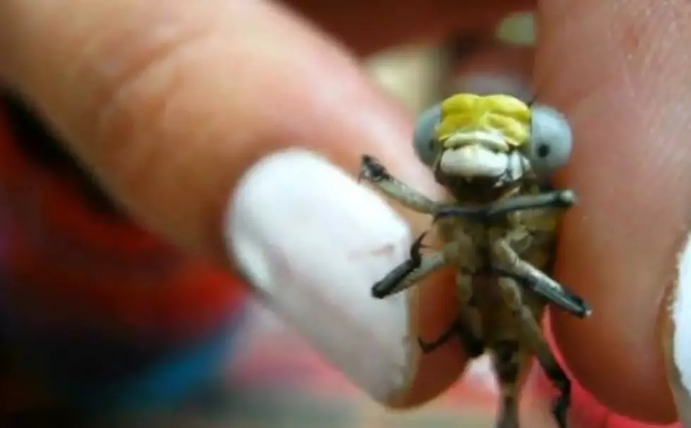 Injured Dragonfly Being Hand-Fed [Video]