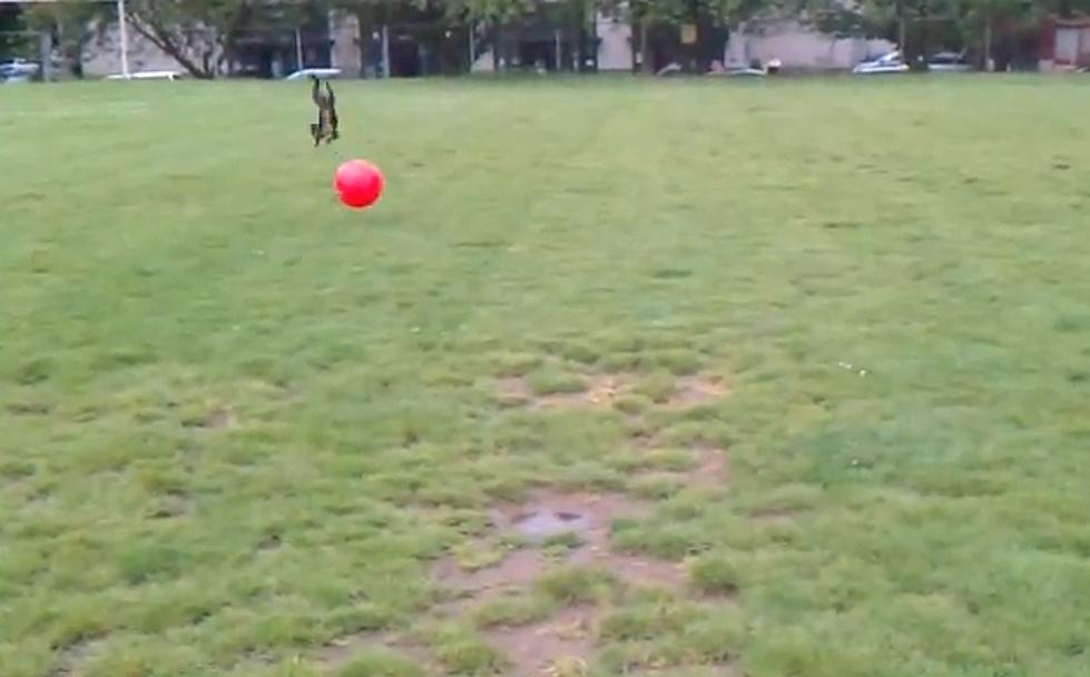 Boston Terrier Goes Insane Over A Red Ball [Video]