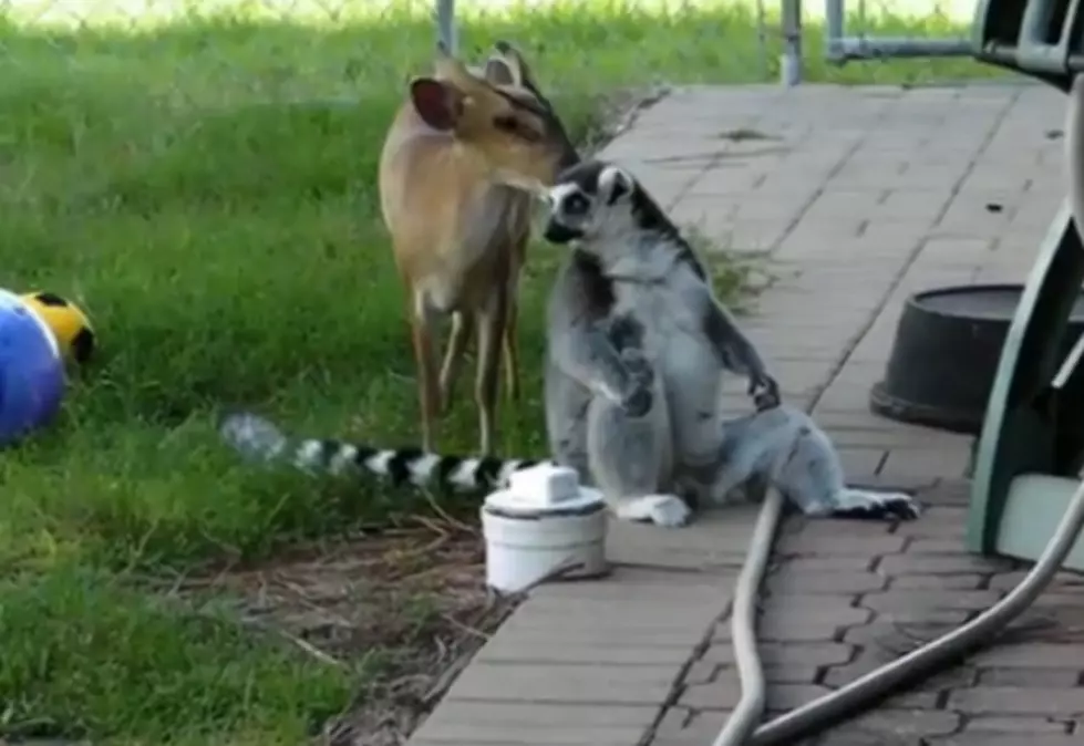 Muntjac Deer Gives A Lemur A Bath [Video]
