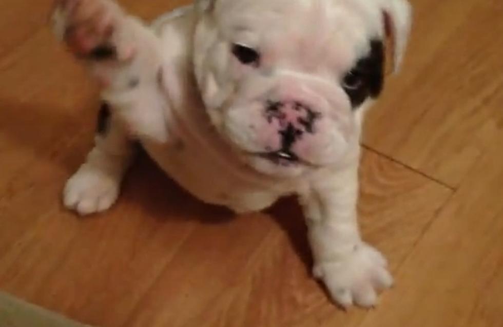 Bentley, The Grumpy Bulldog Puppy [Video]