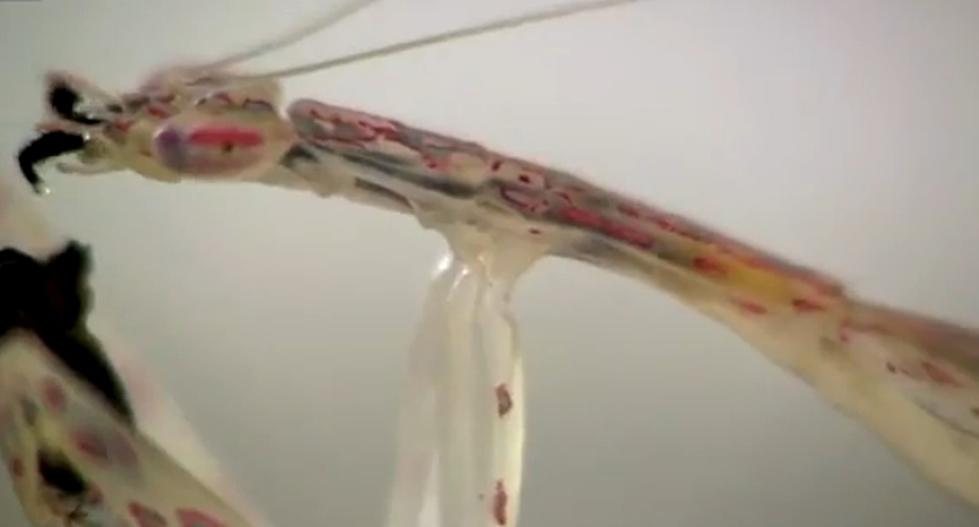 Watch A See-Through Praying Mantis Eat a Fly [Video]
