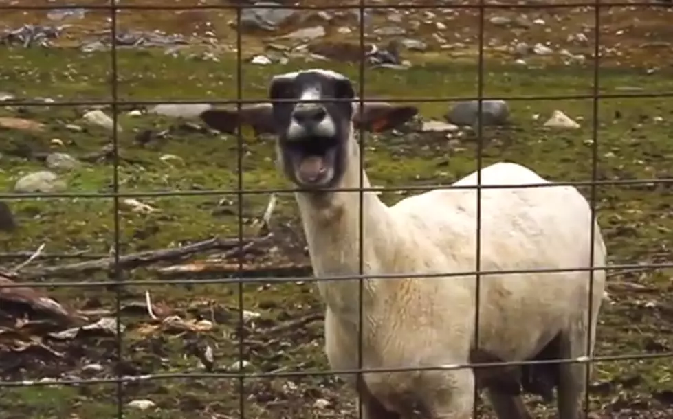 This Sheep Hilariously Screams Like A Little Girl [Video]