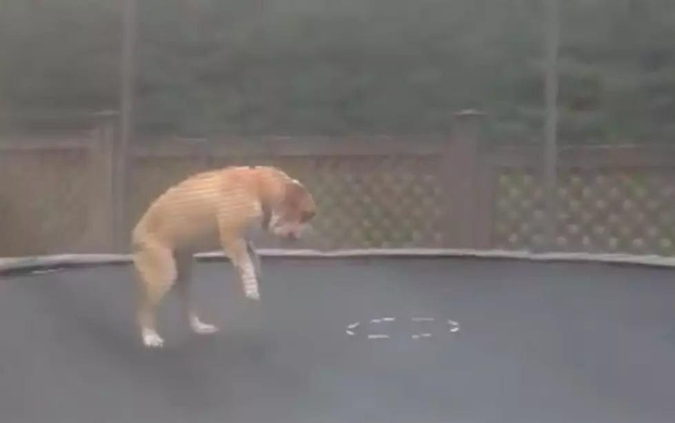 Mudd The Bulldog Shows Off His Acrobatic Trampoline Skills [Video]