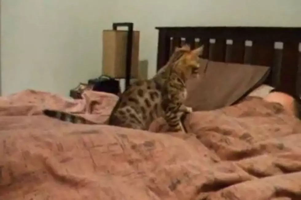 Attack Of The Bengal Kitten [Video]