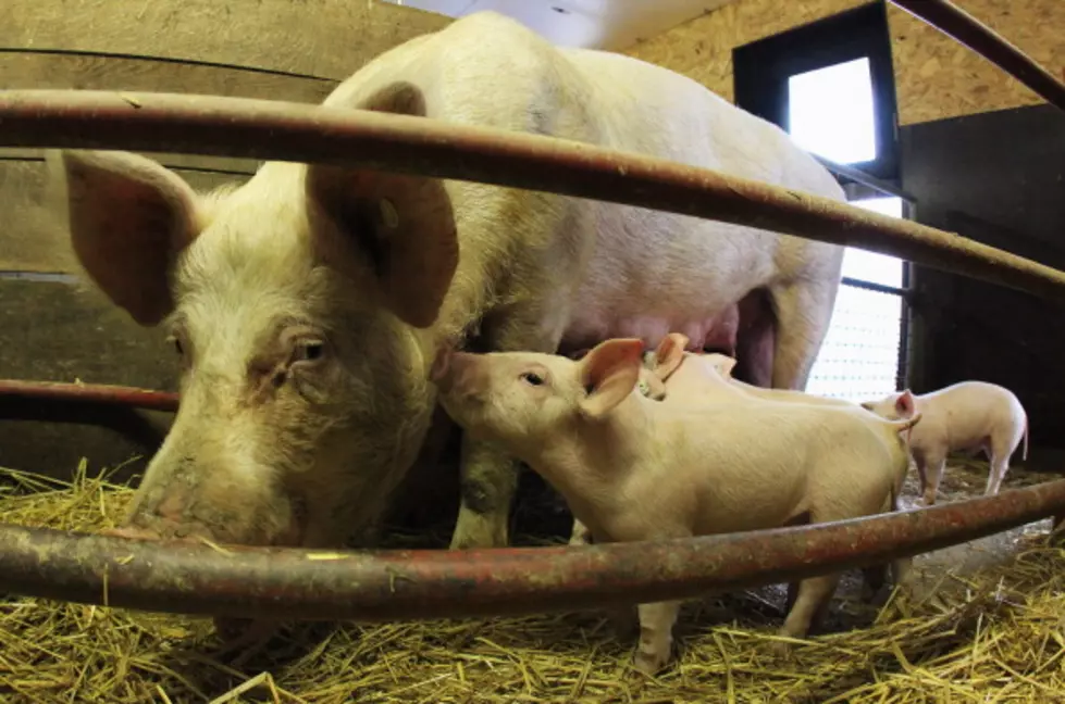 Hogs Eat Their Farmer In Oregon [Video]