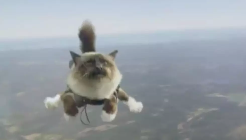 Skydiving Cats Might Break The Internet [Video]