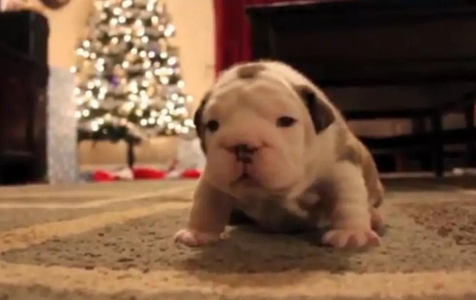 Quite Possibly The Cutest Bulldog Puppy Of All Time [Video]