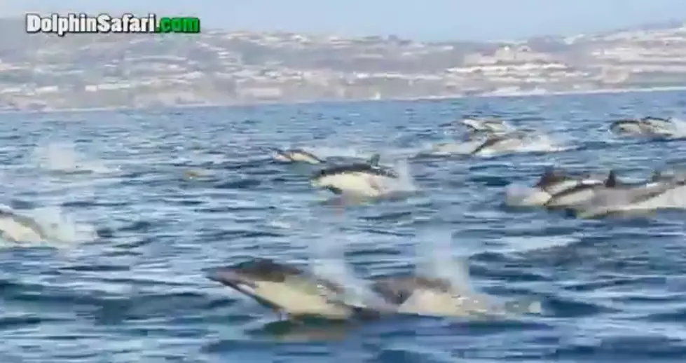 1,000 Dolphins Stampede Whale Watching Boat – Amazing [Video]