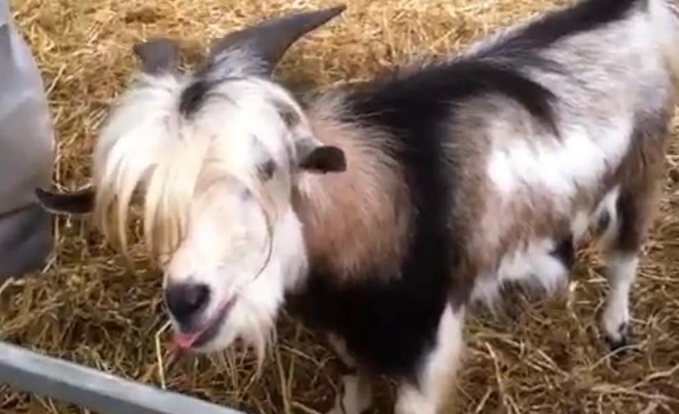 It’s A Goat That Speaks Like A Chicken [Video]