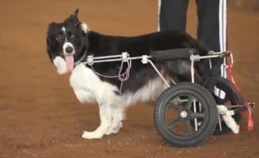 Zip, The Brave Wheelchair Dog [Video]