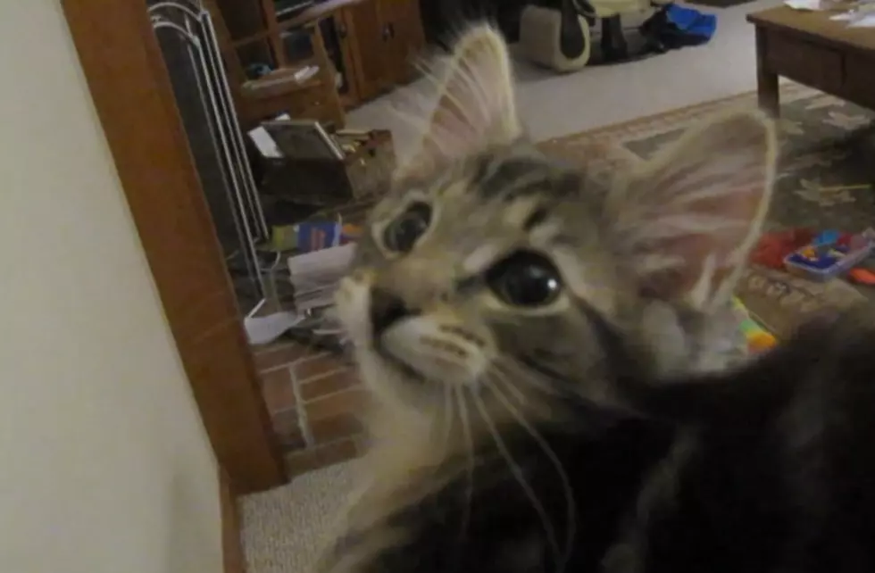 The Cat&#8217;s Meow Sounds Almost Like A Goat [Video]