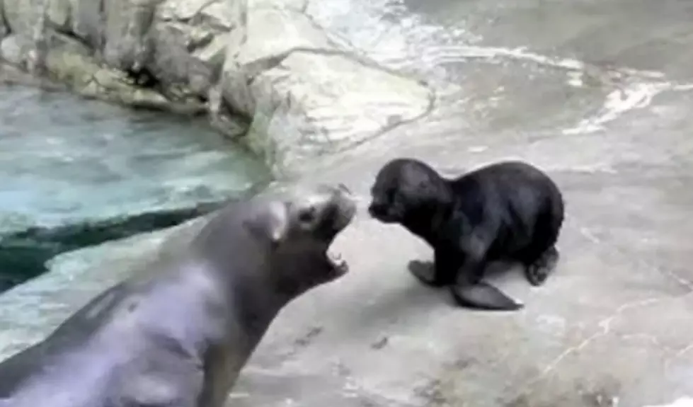 Seals Yell Just Like Humans Do [Video]