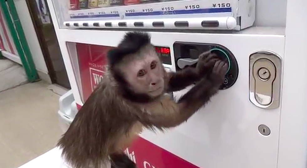 How To Work A Vending Machine As Told By A Monkey [Video]