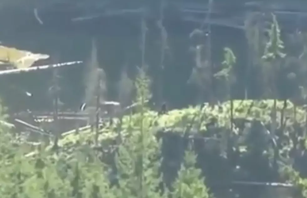 Couple Out For A Hike Capture Footage What Appears To Be Bigfoot [Video]