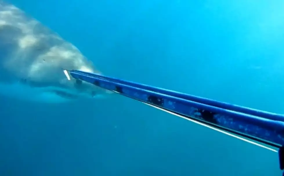 Spear Fisherman Gets Frightened When A Great White Shark Approaches Him [Video]