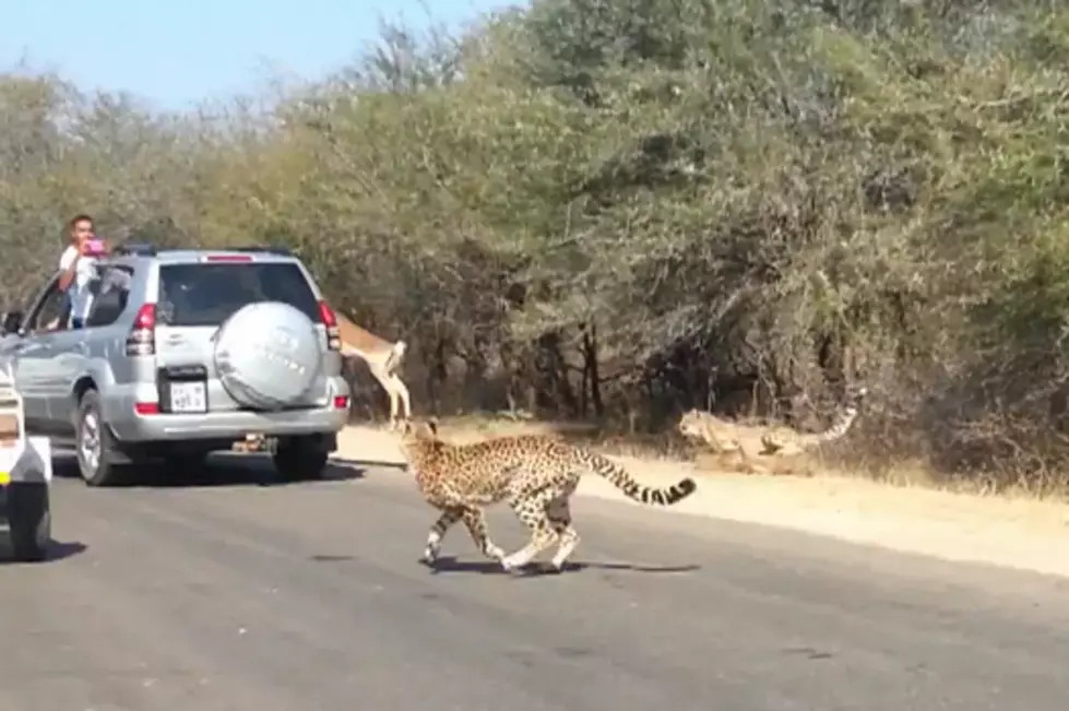 Impala Jumps In A Tourist’s SUV To Avoid Being Eaten By A Cheetah [Video]