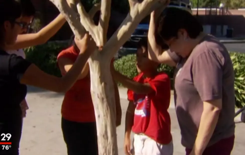 People Are Worshiping A Tree They Think Is Crying, When in Fact, Is Insect Excrement [Video]