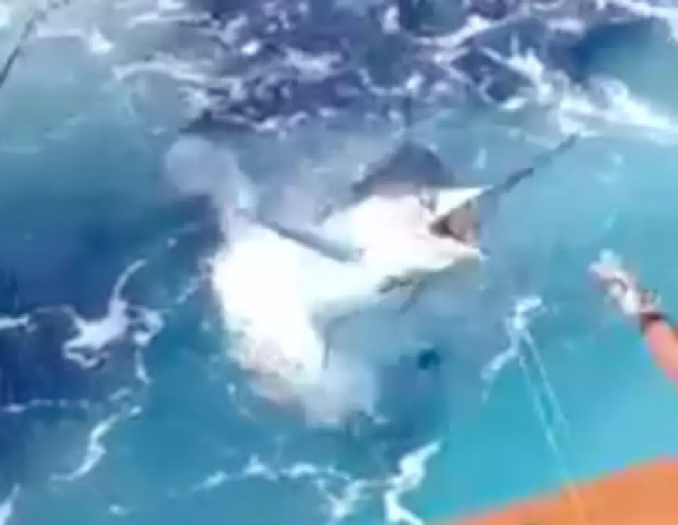 Watch A 350 Pound Marlin Jump Into A Boat [Video]