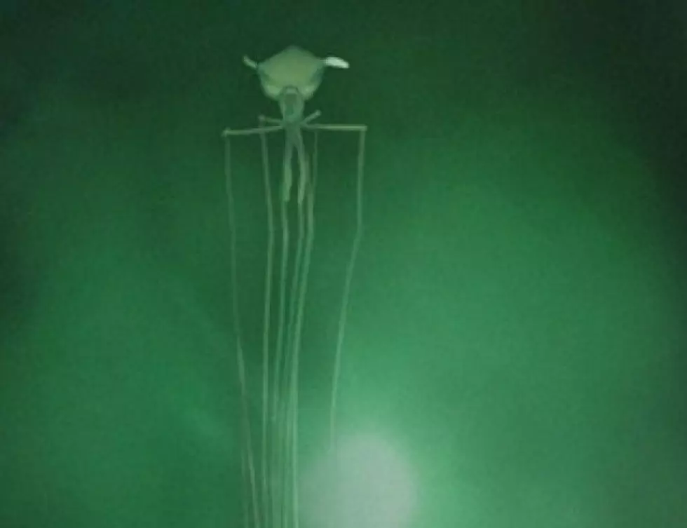 Rare Sighting Of A Bigfin Squid In The Gulf Of Mexico Will Haunt You For The Rest Of Your Life [Video]