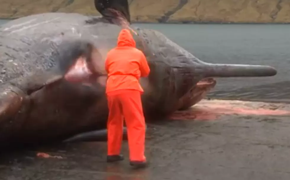 Watch This Whale Explode [Video]
