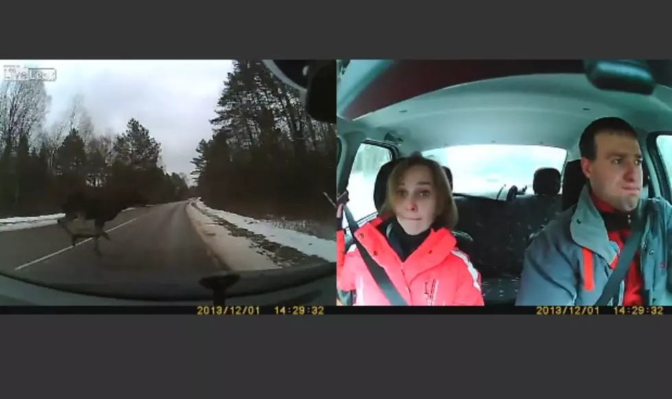 Russian Couple Has Brutal Encounter With A Moose While Driving [Video]