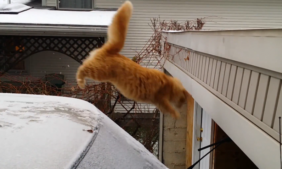 Waffles The Cat Tries To Jump Onto A Ledge, Owner Helps By Filming It [Video]