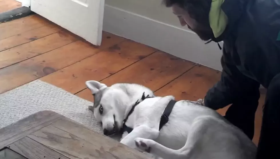 Blaze The Husky Says “NO!” When Asked To Go In His Kennel [Video]