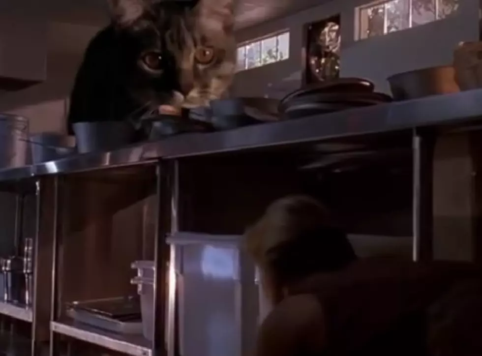Watch The ‘Jurassic Park’ Kitchen Scene With Cats [Video]