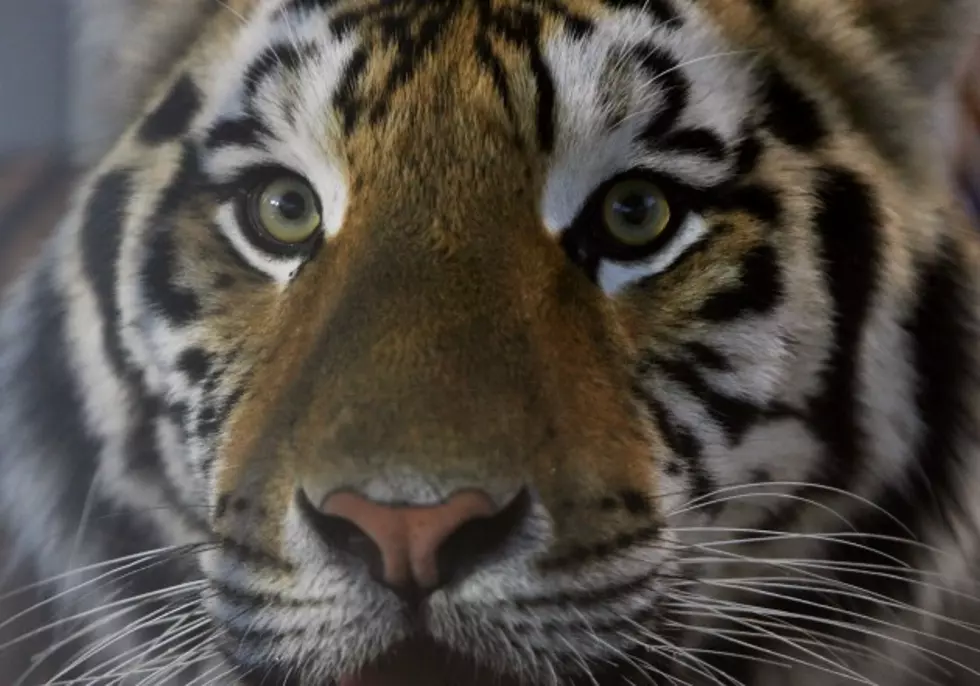 Animal Rights Group Sues Louisiana Over &#8216;Tiger Truck Stop&#8217; Law
