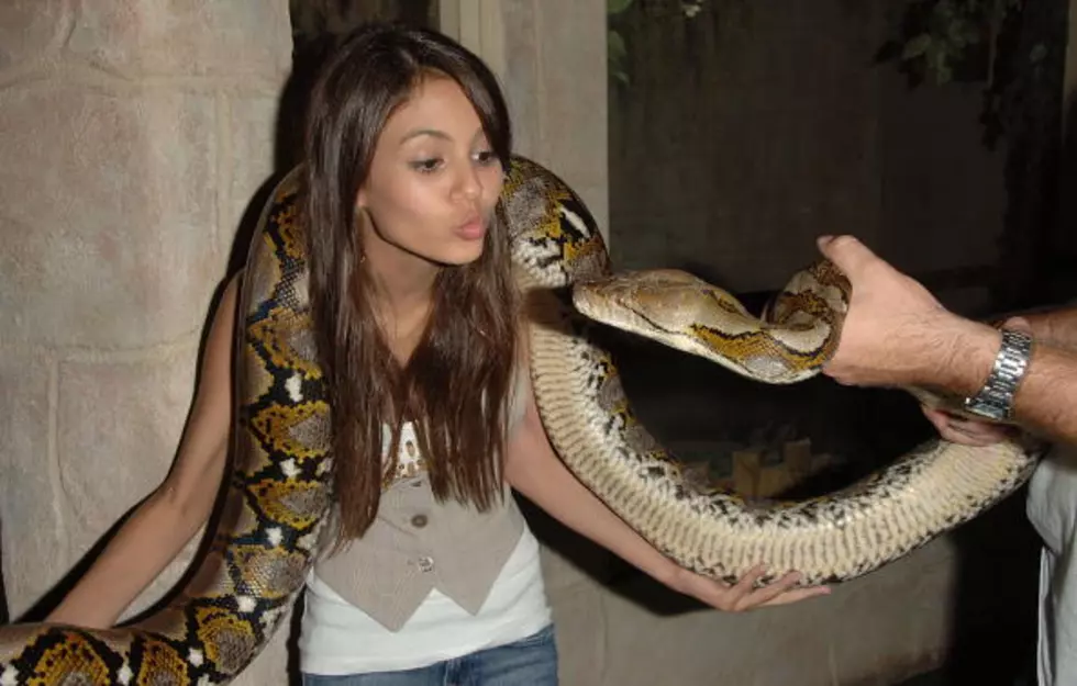 Dumbass To Be Eaten Alive By Anaconda&#8230;On Purpose [Video]