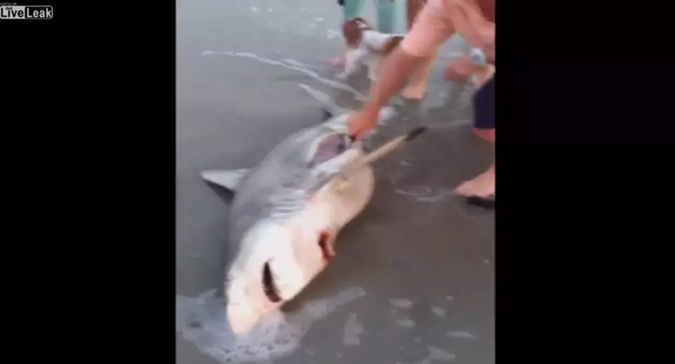 Family Finds Dead Pregnant Shark On Beach – Gives It A C-Section To Save Shark Pups [Video]