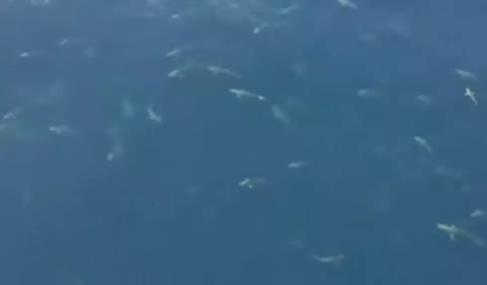 Hundreds Of Sharks In Feeding Frenzy Off The Coast Of Louisiana [Video]