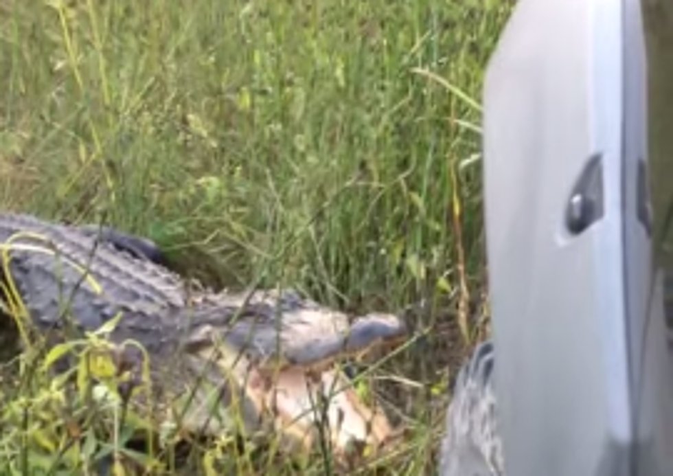 Alligator Tears Truck’s Front Fender Off In Proof On Why You Shouldn’t Mess With Them [Video]