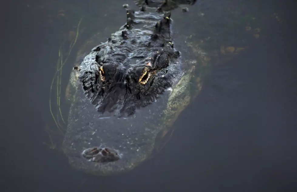 New Orleans Alligator Devours Wild Boar [Graphic Video]