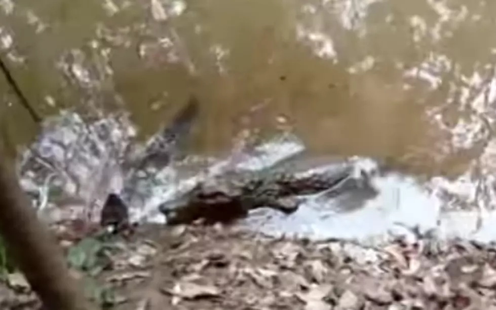 Alligator Killed By Electric Eel [Video]