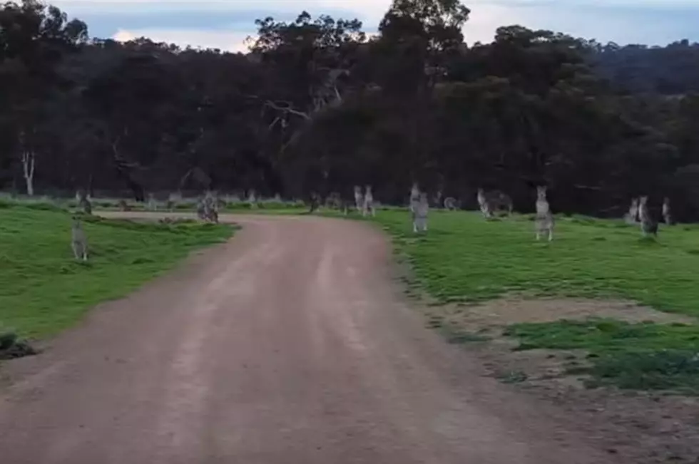 Guy Getting Stared Down By Mob Of Kangaroos Is Scary As Hell [Video]