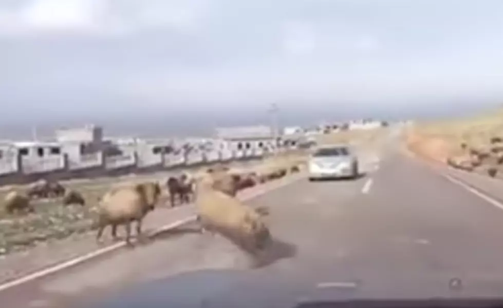 Car Interrupts Sheep Fight – Sheep Wins [Video]