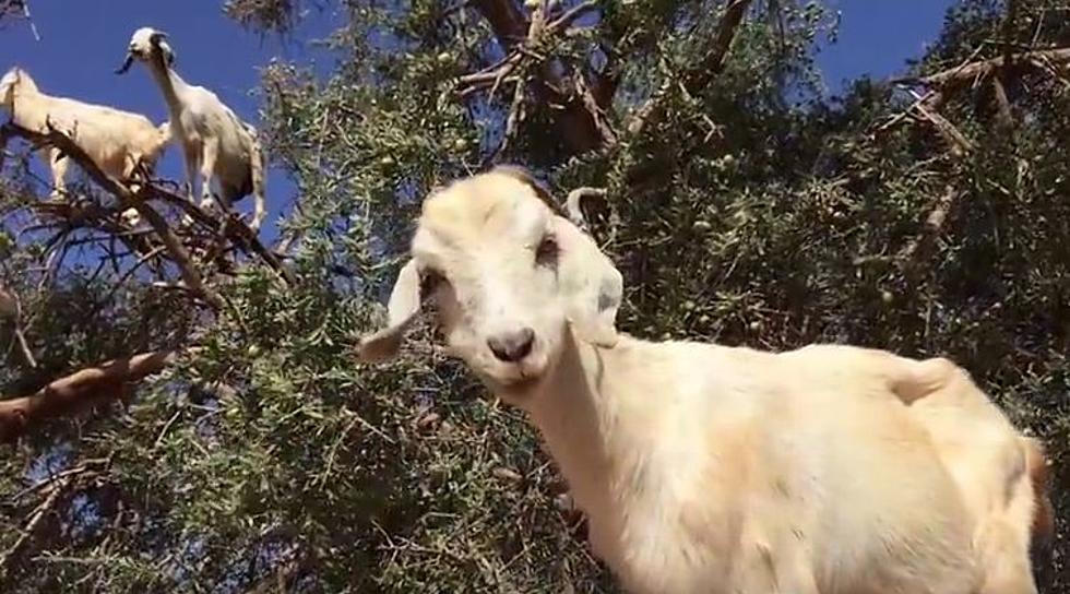 Why Are There A Bunch Of Goats In This Tree? [Video]