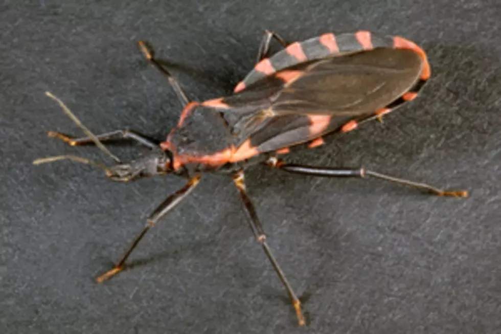 Dangerous ‘Kissing Bug’ Threatens Louisiana