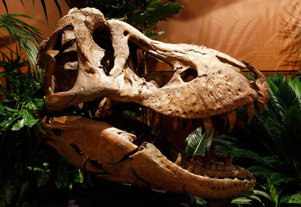 Nicolas Cage Forced To Return Stolen T-Rex Skull – For Real