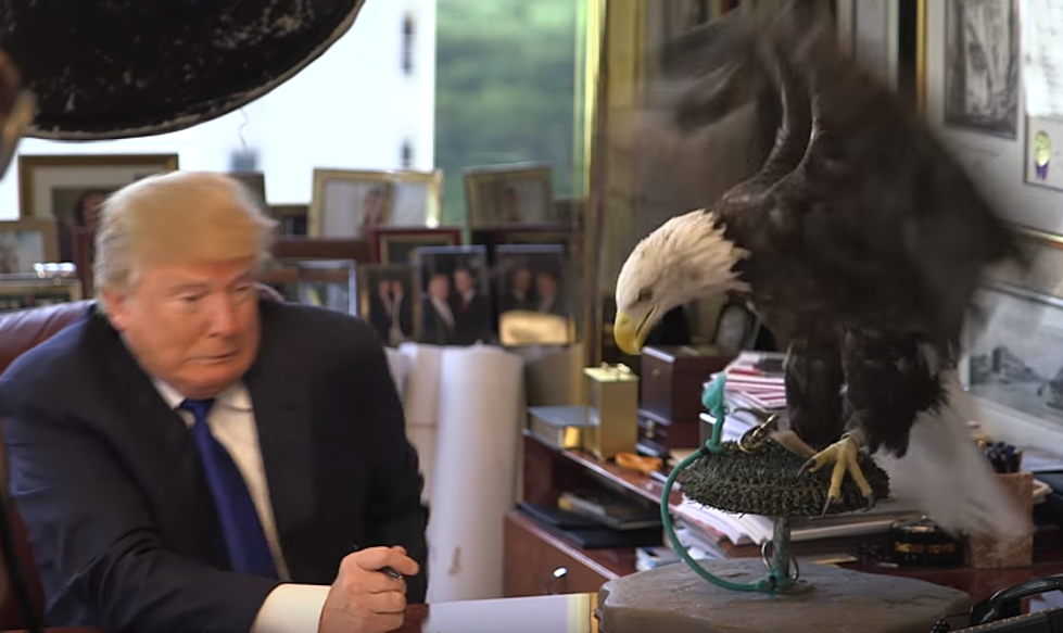 Donald Trump Gets Attacked By A Bald Eagle And It’s Hilarious [Video]