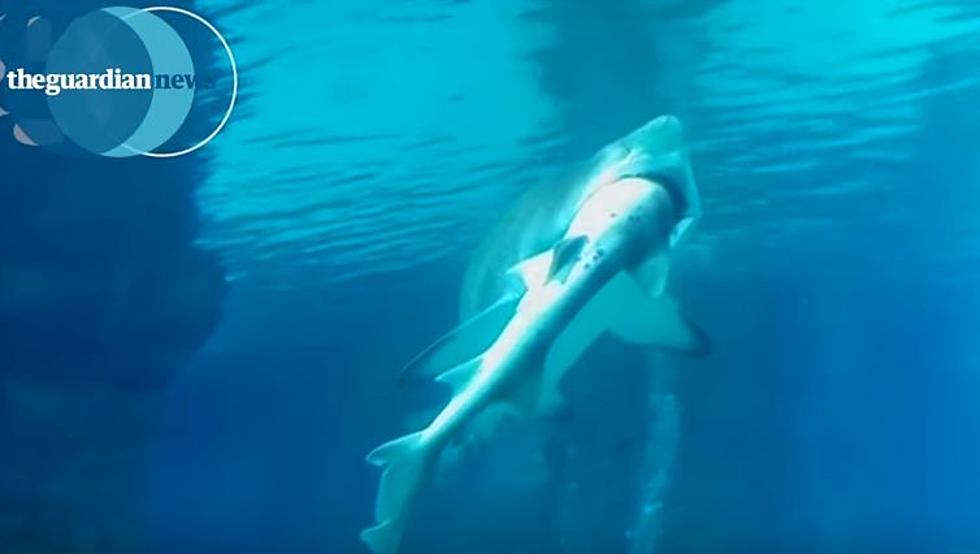 Big Bad Shark Eats Other Sharks In South Korean Aquarium [Watch]